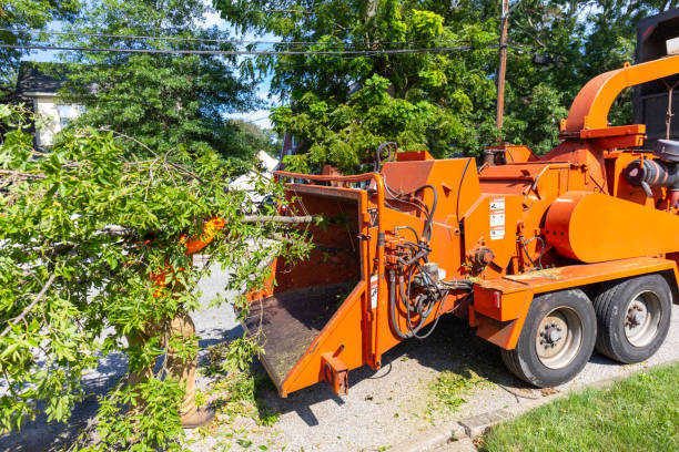 Reliable Camden, AL Tree Service Solutions